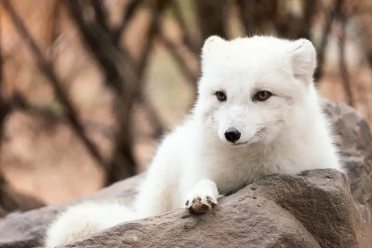 Arctic Fox