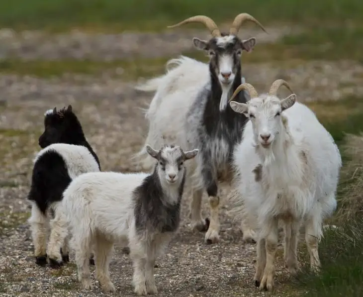 Icelandic Goat