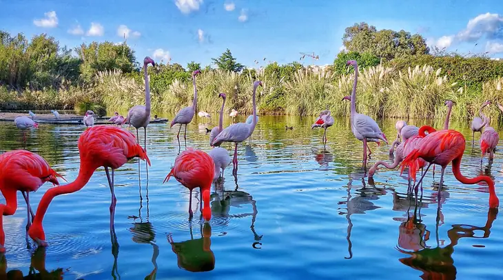 Birdpark Malta